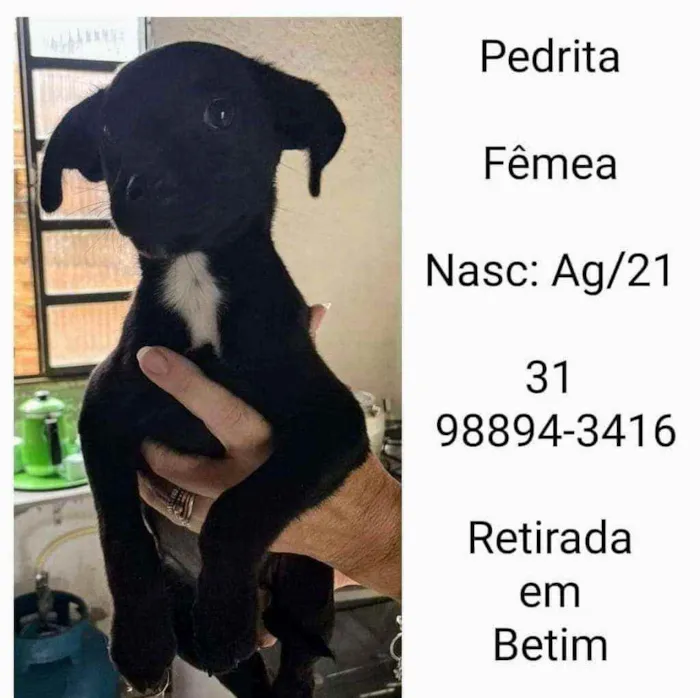 Cachorro raça SRD idade 2 a 6 meses nome PEDRITA