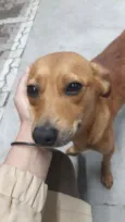 Cachorro raça Srd idade 2 a 6 meses nome Carmela