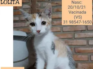 Gato raça SRD idade 2 a 6 meses nome LOLITA