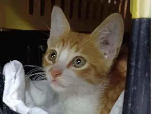 Gato raça SRD idade 2 a 6 meses nome SHALOM