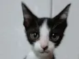 BILA