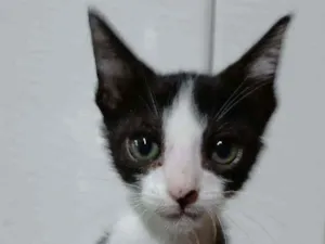 Gato raça SRD idade 2 a 6 meses nome BILA