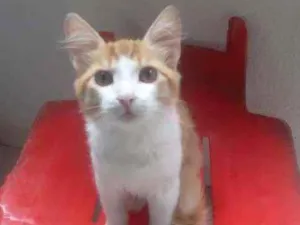 Gato raça  idade 2 a 6 meses nome Pandora & Artemis