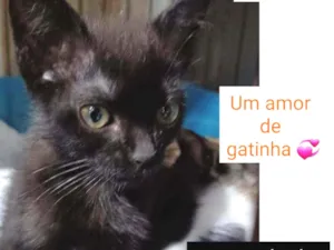 Gato raça SRD idade 2 a 6 meses nome BIBELÔ