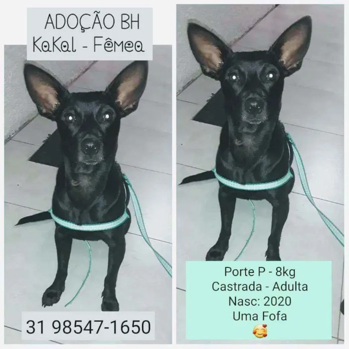 Cachorro raça SRD idade 2 anos nome KAKAL