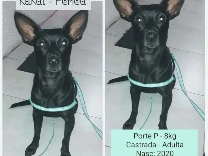 Cachorro raça SRD idade 2 anos nome KAKAL