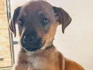 Cachorro raça SRD idade 2 a 6 meses nome LILICA