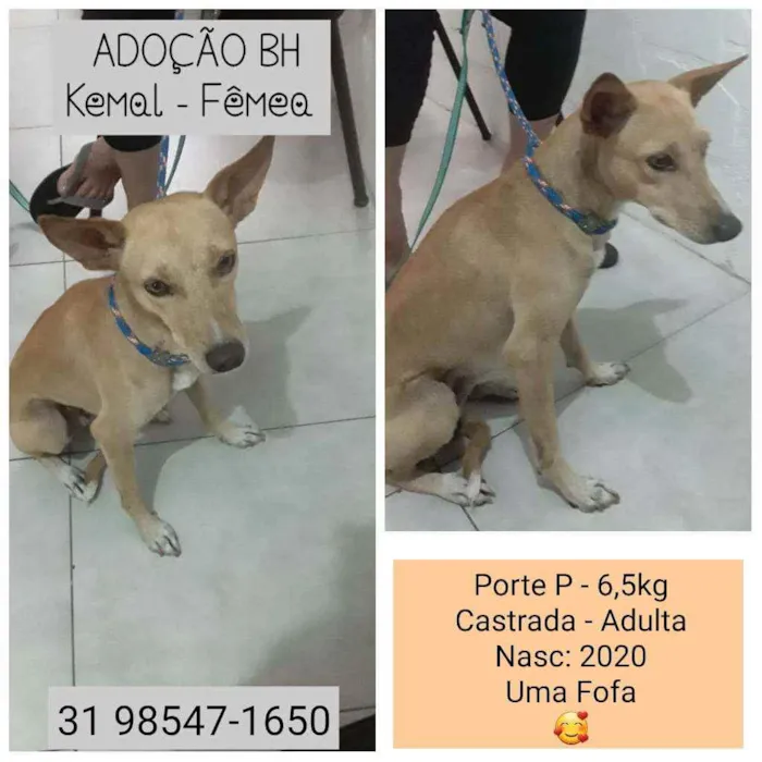 Cachorro raça SRD idade 2 anos nome KEMAL