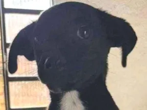 Cachorro raça SRD idade 2 a 6 meses nome PEDRITA
