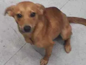 Cachorro raça Srd idade 2 a 6 meses nome Carmela