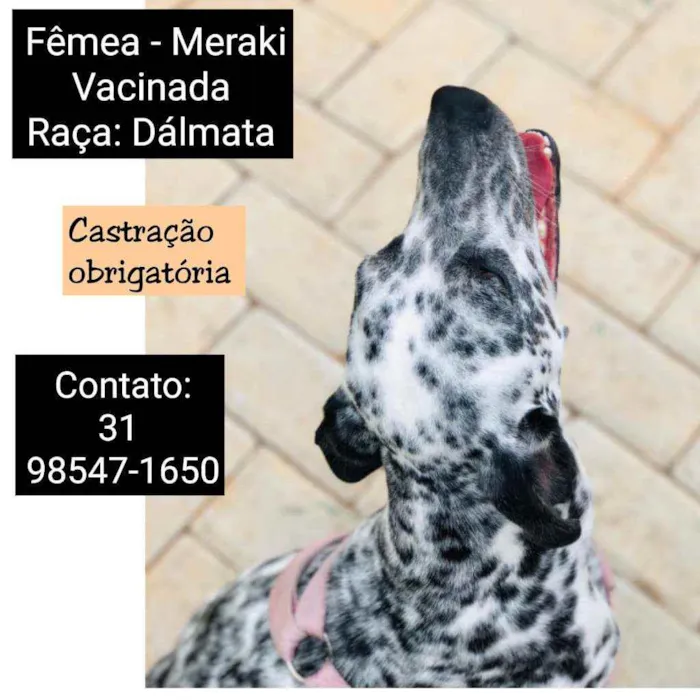 Cachorro raça DALMATA idade 7 a 11 meses nome MERAK