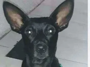 Cachorro raça SRD idade 2 anos nome KAKAL