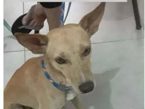 Cachorro raça SRD idade 2 anos nome KEMAL
