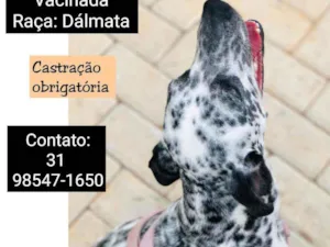Cachorro raça DALMATA idade 7 a 11 meses nome MERAK