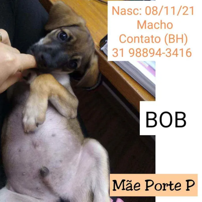 Cachorro raça SRD idade 2 a 6 meses nome BOB