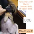 BOB