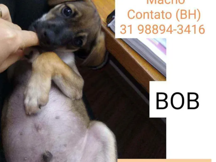 Cachorro raça SRD idade 2 a 6 meses nome BOB