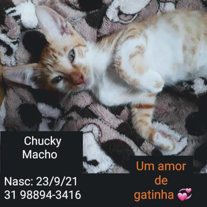 Gato raça SRD idade 2 a 6 meses nome CHUCKY