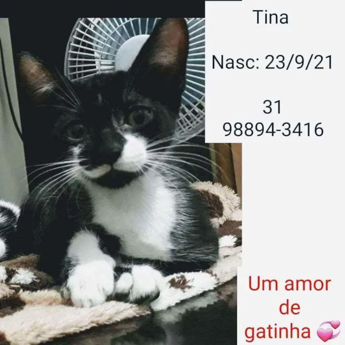 Gato raça SRD idade 2 a 6 meses nome TINA