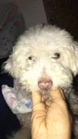 Olaf