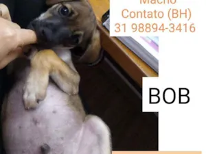 Cachorro raça SRD idade 2 a 6 meses nome BOB