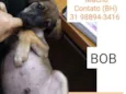 BOB