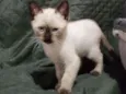 Diva