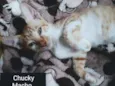 CHUCKY