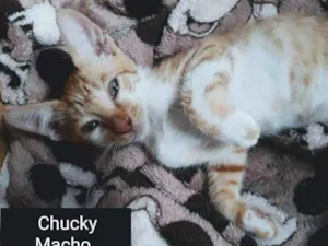 Gato raça SRD idade 2 a 6 meses nome CHUCKY