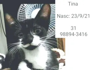 Gato raça SRD idade 2 a 6 meses nome TINA
