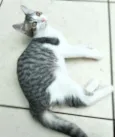 Gary