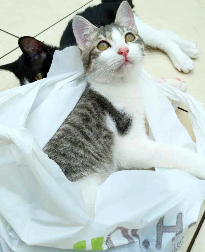 Gato ra a Srd idade 2 a 6 meses nome Gary
