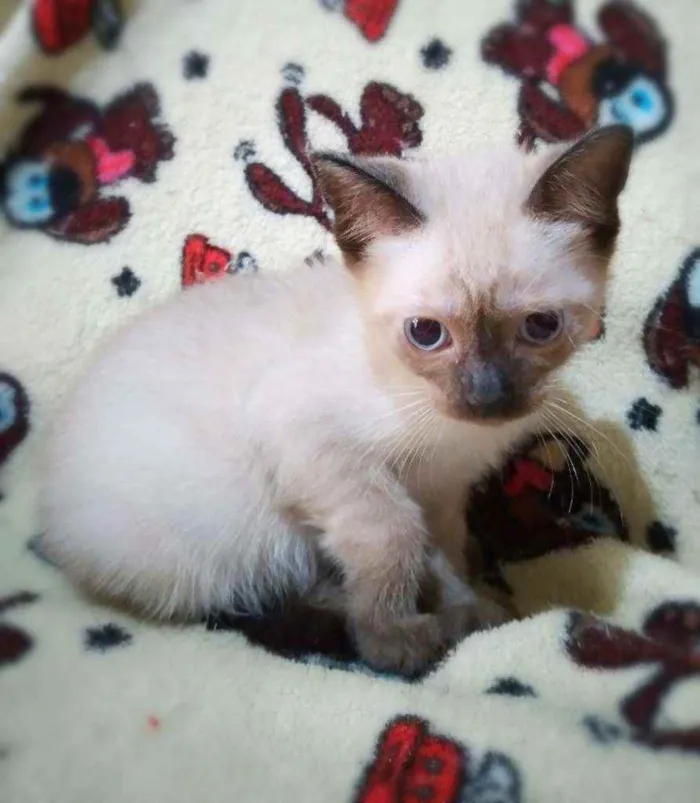 Gato ra a Srd idade 2 a 6 meses nome Summer (e irmãos)
