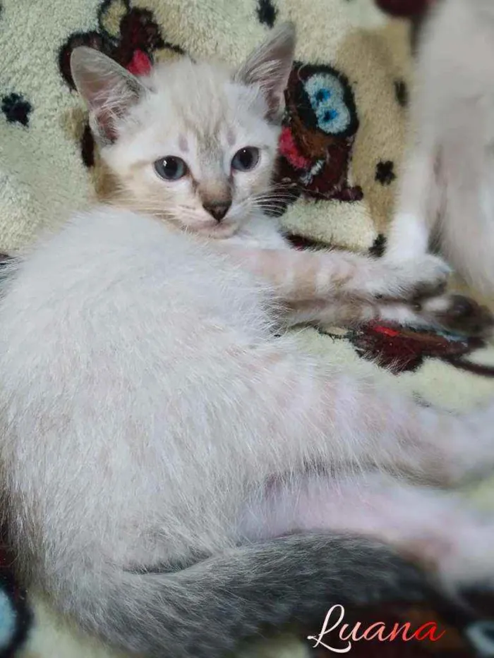 Gato ra a Srd idade 2 a 6 meses nome Summer (e irmãos)