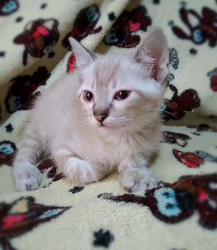 Gato ra a Srd idade 2 a 6 meses nome Summer (e irmãos)