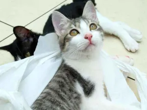 Gato raça Srd idade 2 a 6 meses nome Gary