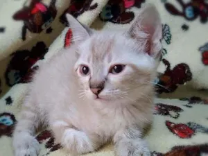 Gato raça Srd idade 2 a 6 meses nome Summer (e irmãos)