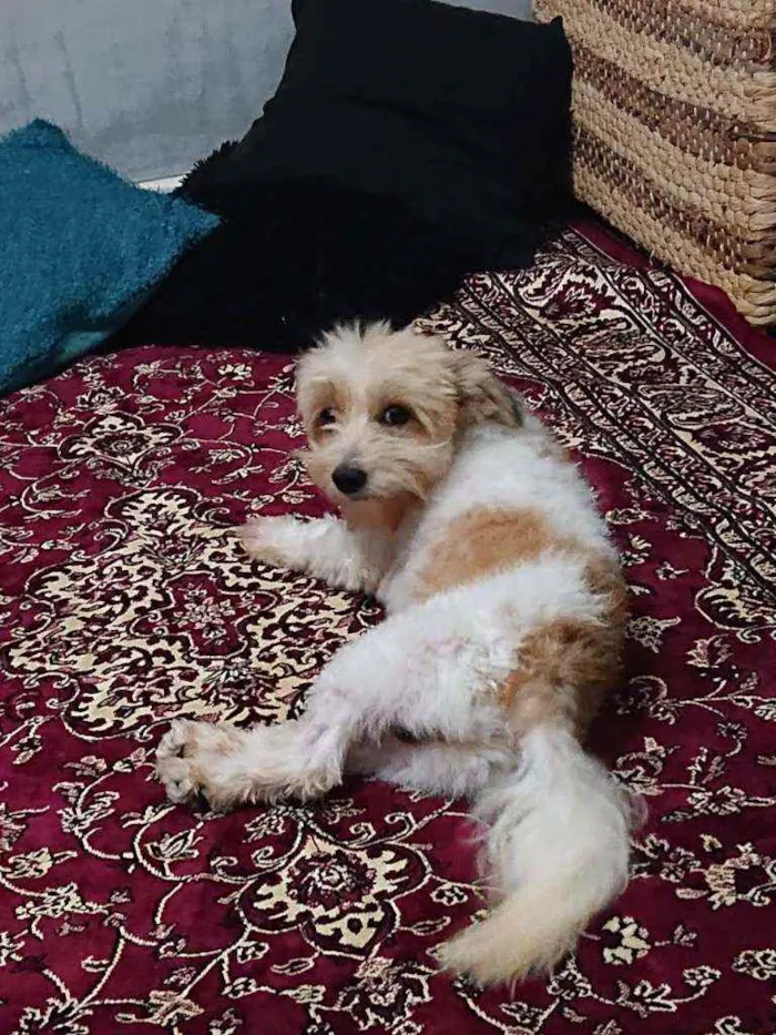 Cachorro ra a Shitzu idade 2 anos nome Sem nome