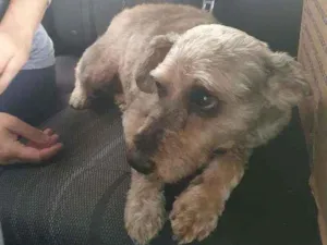 Cachorro raça SRD idade 5 anos nome Piqueri