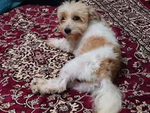 Cachorro raça Shitzu idade 2 anos nome Sem nome