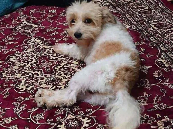 Cachorro ra a Shitzu idade 2 anos nome Sem nome