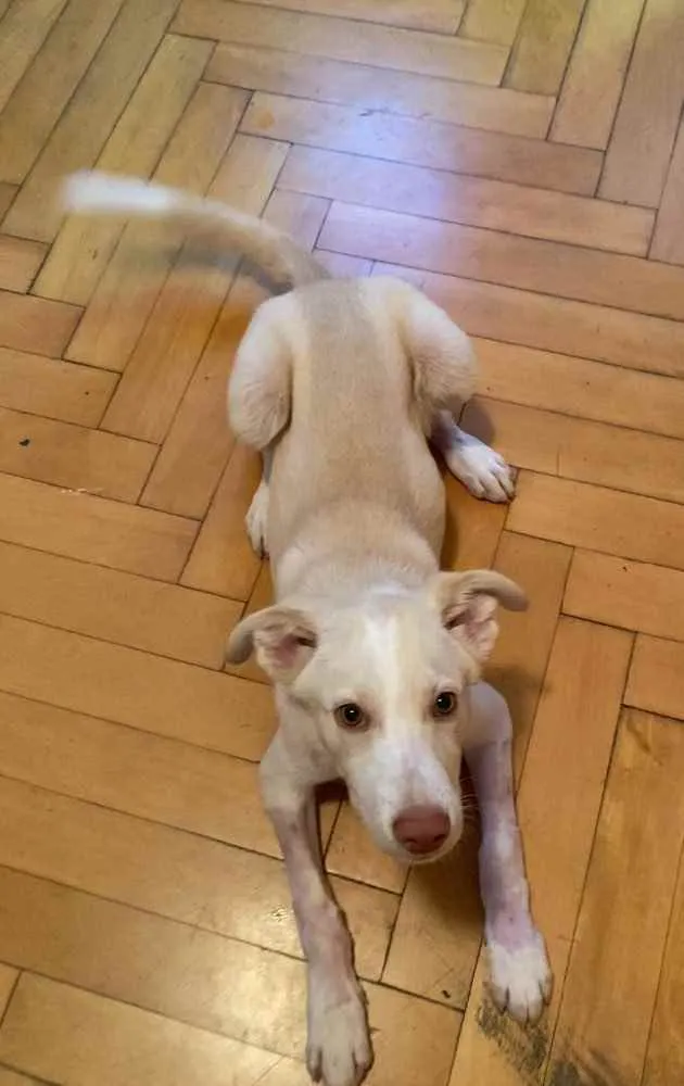 Cachorro raça SRD idade 2 a 6 meses nome Alaska 