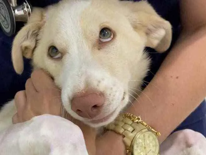 Cachorro raça SRD idade 2 a 6 meses nome Alaska 