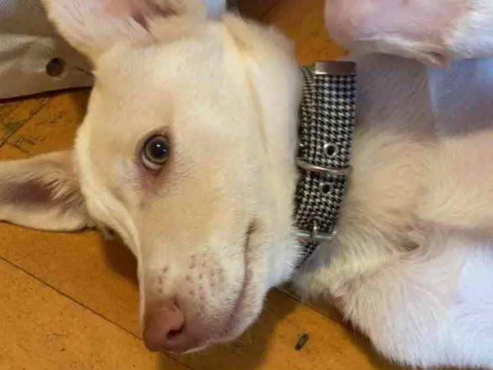 Cachorro raça SRD idade 2 a 6 meses nome Alaska 