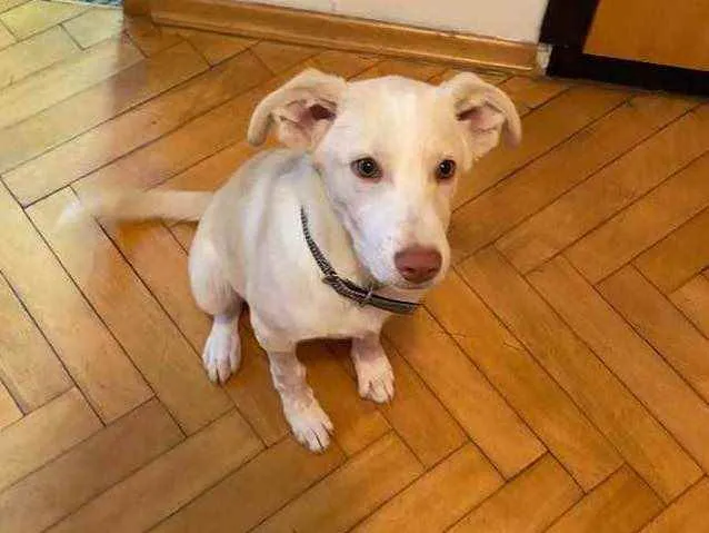 Cachorro raça SRD idade 2 a 6 meses nome Alaska 