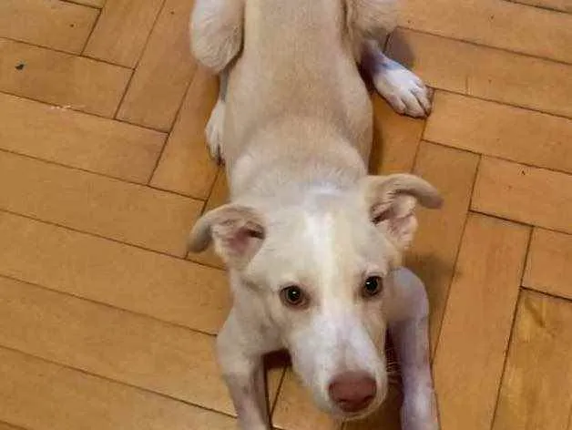 Cachorro raça SRD idade 2 a 6 meses nome Alaska 