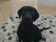 Léia