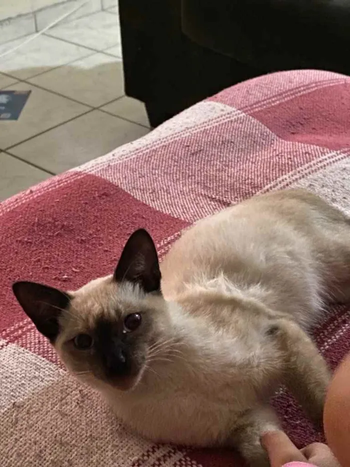 Gato raça SRD idade 2 a 6 meses nome Gato 