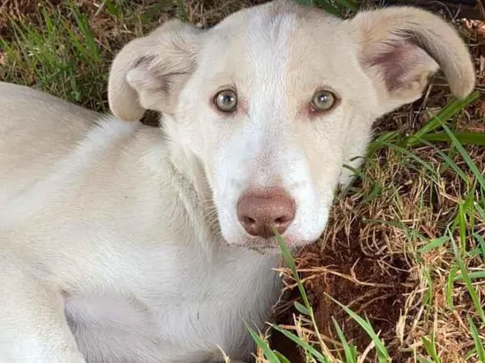 Cachorro raça SRD idade 2 a 6 meses nome Alaska 