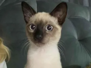 Gato raça SRD idade 2 a 6 meses nome Gato 